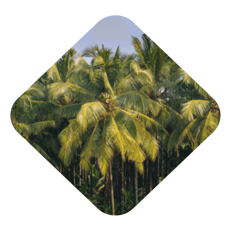 Coconut Trees