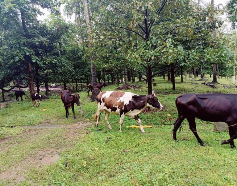 Cows grazing on the farm
