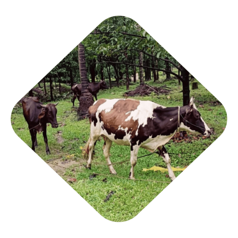 Cows in the Farm