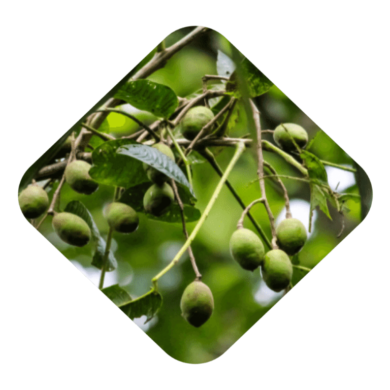 Hog Plum