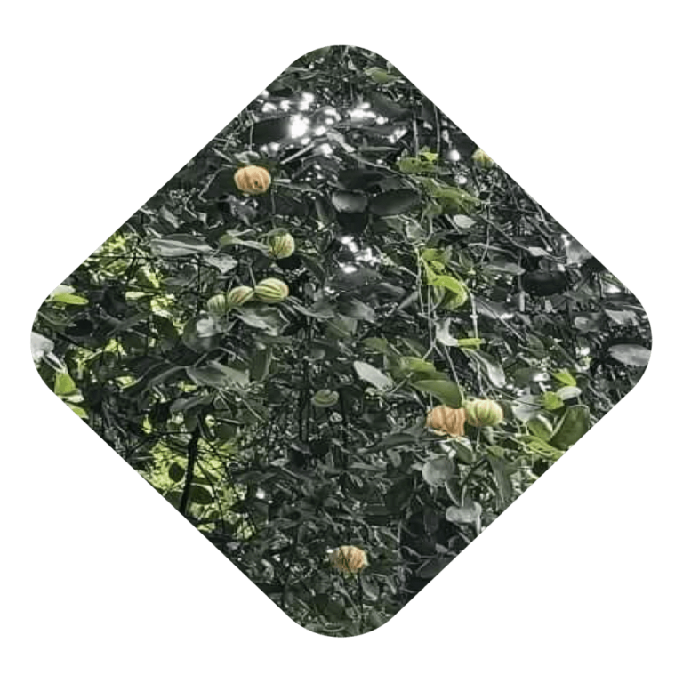Malabar Tamarind
