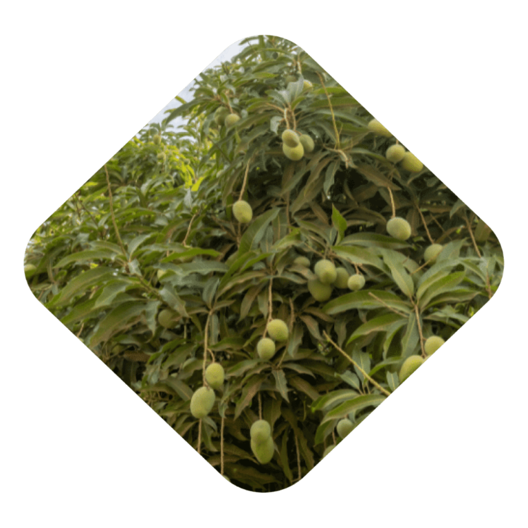 Mango Trees