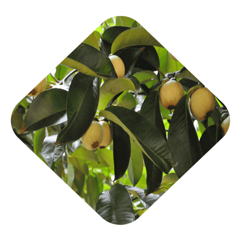 Mangosteen