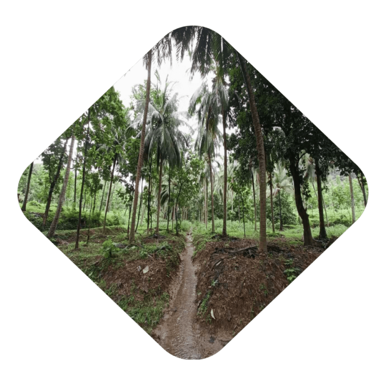 Plantation