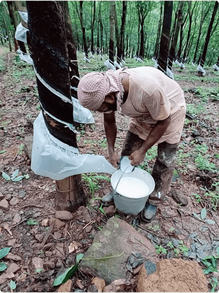 Worker in the Rubber Plantation